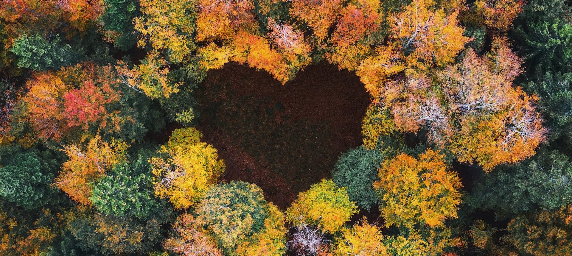 Aerial view on mixed forest in autumn colours with clearing in the shape of a heart.