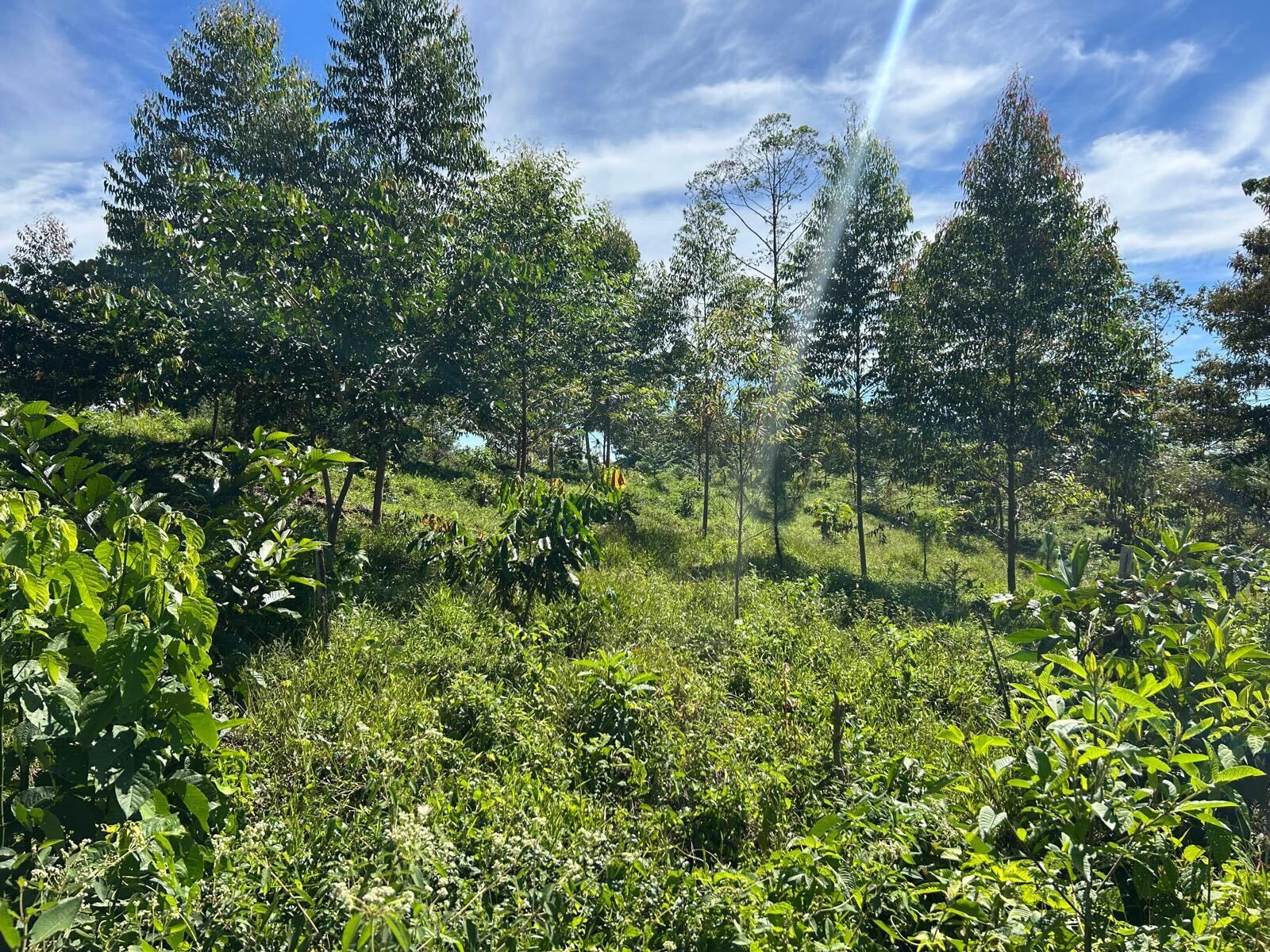 LIFTEH2 Reforest the Tropics Sept 2025 LIFTEH2 Reforest the Tropics Sept 2025